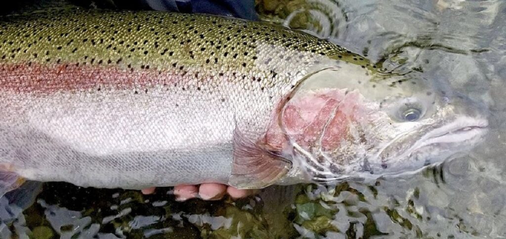 Interior Fraser River Steelhead