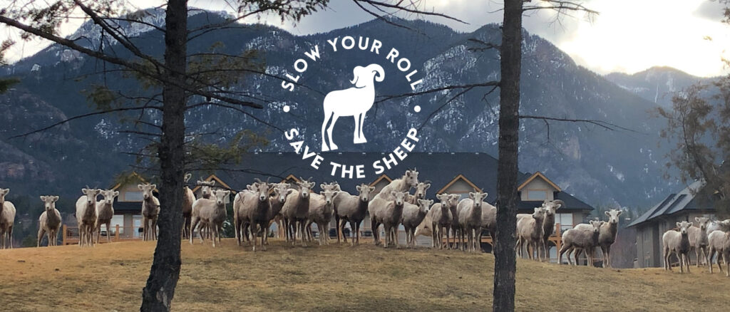 Help The Radium Bighorn Herd Facebook page