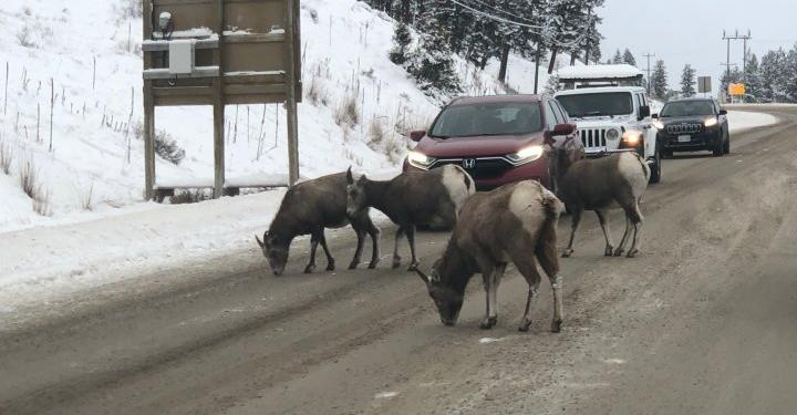 Bighorns on highway near Radium Hotsprings